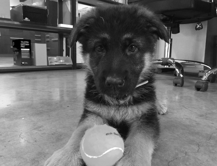 Sierra German Shepherd puppy with her ball